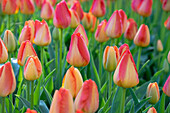 Tulipa Prins Claus