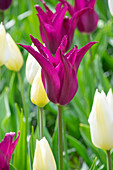 Tulpe (Tulipa) 'Purple Heart'