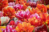 Gefüllte Tulpen (Tulipa), Mischung