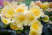 Begonie (Begonia) 'Florencio Yellow'