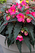 Begonie (Begonia) 'Florencio Hot Pink'