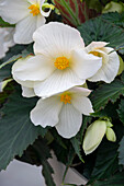 Begonie (Begonia) 'Florencio White'