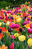 Mixed tulips