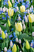 Frühlingsbeet mit Tulpen (Tulipa), Traubenhyazinthen (Muscari) und sibirischem Blaustern (Scilla siberica)