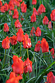 Tulpe (Tulipa) 'Red Riding Hood'