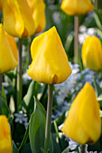 Tulpe (Tulipa) 'Yellow Flair'