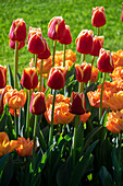 Tulpe (Tulipa) 'Spirit', ' Lorenzo'