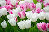 Tulpe (Tulipa) 'Huis ten Bosch', ' Noordeinde'