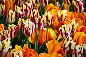 Tulipa Flair, Grand Perfection