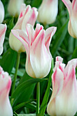 Tulpe (Tulipa) 'Holland Chic'