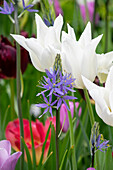 Tulpe (Tulipa) 'White Triumphator', Leichtlin-Prärielilie (Camassia leichtlinii) 'Caerulea'