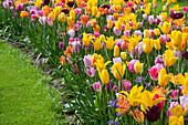 Buntes Tulpenbeet (Tulipa)