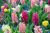 Frühlingsblumenmischung mit Hyazinthen, Traubenhyazinthen und Tulpen im Beet