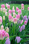 Pastellfarbene Tulpen (Tulipa) im Beet