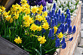 Narcissus Tete Boucle and Muscari armeniacum in wooden planter
