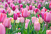 Mischung aus rosa Tulpen (Tulipa)