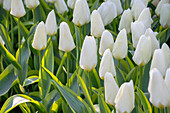 Tulipa Purissima Blonde