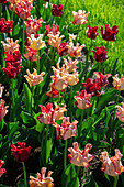 Tulipa Striped Crown