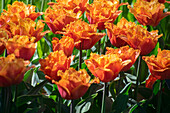 Tulpe (Tulipa) 'Orange Passion'