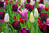 Mixed tulips