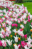 Lily-flowering tulip border