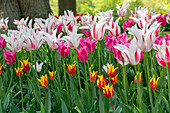Lily-flowering tulip garden