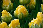 Tulpe (Tulipa) 'Vanilla Coup'