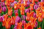 Tulpe (Tulipa) 'Ballerina', 'Purple Prince'