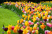 Buntes Tulpenbeet (Tulipa)