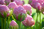 Tulpe (Tulipa) 'Strawberry Cream'