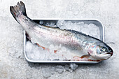 A fresh whole salmon trout on ice