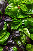 Red and green basil (picture-filling)
