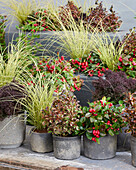 Mixed shrubs and perennials