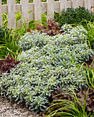 Palisaden-Wolfsmilch (Euphorbia characias) 'Silver Swan'