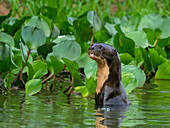 Neugieriger erwachsener Riesen-Flussotter (Pteronura brasiliensis), am Rio Negio, Mato Grosso, Pantanal, Brasilien, Südamerika