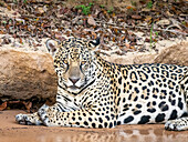 Adult female jaguar (Panthera onca), on the riverbank of Rio Tres Irmao, Mato Grosso, Pantanal, Brazil, South America