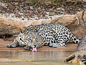 Erwachsener weiblicher Jaguar (Panthera onca), am Flussufer des Rio Tres Irmao, Mato Grosso, Pantanal, Brasilien, Südamerika