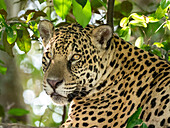 Ausgewachsener Jaguar (Panthera onca), am Flussufer des Rio Negro, Mato Grosso, Pantanal, Brasilien, Südamerika