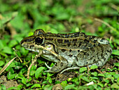 Ausgewachsener Frosch aus der Ordnung Anura, Pouso Allegre, Mato Grosso, Pantanal, Brasilien, Südamerika