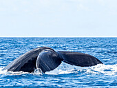 Humpback whale (Megaptera novaeangliae), competition group on the Silver Banks, Dominican Republic, Greater Antilles, Caribbean, Central America