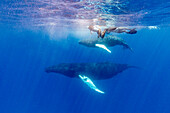 Humpback whale (Megaptera novaeangliae), mother and calf underwater on the Silver Bank, Dominican Republic, Greater Antilles, Caribbean, Central America
