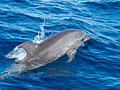 Adult bottlenose dolphin (Tursiops truncatus), bow riding the tender on the Silver Bank, Dominican Republic, Greater Antilles, Caribbean, Central America