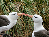 Adult black-browed albatrosses (Thalassarche melanophris), at breeding colony on West Point Island, Falklands, South America