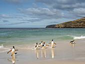 Eselspinguin (Pygoscelis papua), erwachsene Tiere auf dem Rückweg von der Fütterung auf See am Strand von New Island, Falklandinseln, Südamerika