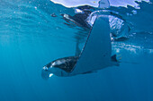 Adult reef manta ray (Mobula alfredi), underwater in Ningaloo Reef, Western Australia, Australia, Pacific