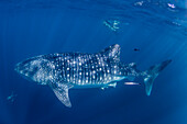 Walhai (Rhincodon typus), unter Wasser mit Schnorchlern am Ningaloo-Riff, Westaustralien, Australien, Pazifik