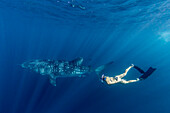 Whale shark (Rhincodon typus), underwater with snorkeler on Ningaloo Reef, Western Australia, Australia, Pacific