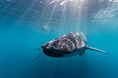Walhai (Rhincodon typus), unter Wasser mit Schnorchler am Ningaloo Reef, Westaustralien, Australien, Pazifik