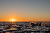 Adult male killer whale (Orcinus orca), surfacing at sunset on Ningaloo Reef, Western Australia, Australia, Pacific