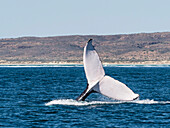 Humpback whale (Megaptera novaeangliae), adult flukes up dive on Ningaloo Reef, Western Australia, Australia, Pacific